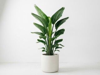 Fototapeta premium Large bird of paradise plant in a white pot isolated on white background