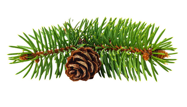 A fresh green pine branch with needles and a small natural pinecone attached, isolated on transparent background