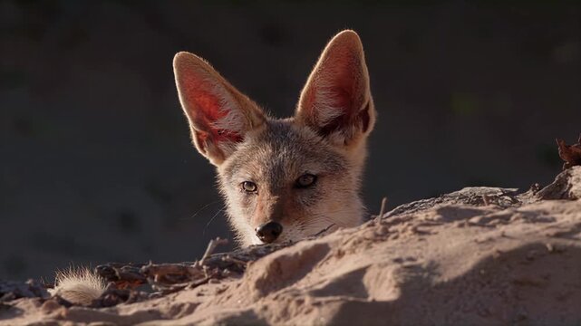 Curious black-backed jackal peeking over sandy terrain in natural light