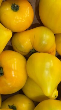 Yellow tomatoes piled together create a vibrant and fresh food background