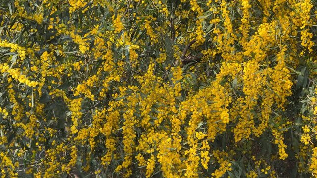 Acacia tree with bright yellow flowers and green leaves, suitable for nature background