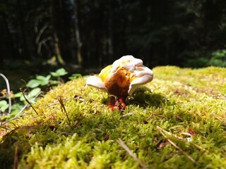 Ganoderma carnosum_Bracket fungus_Fleshy bracket on a a fir tree stump with moss © GreenGo