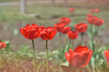 Fototapeta premium Pair of bright red tulips blooming on long stems in sunny spring flower bed