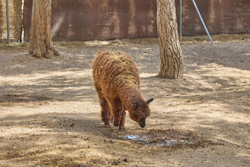 Naklejka premium Brown alpaca grazing in rural farm enclosure.