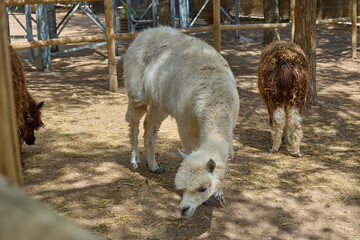 Naklejka premium White and brown alpacas grazing together in farm enclosure.