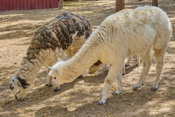 Naklejka premium Two alpacas grazing peacefully in sunny rural enclosure.