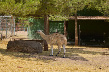 Naklejka premium White llama standing beneath tree in shaded enclosure.