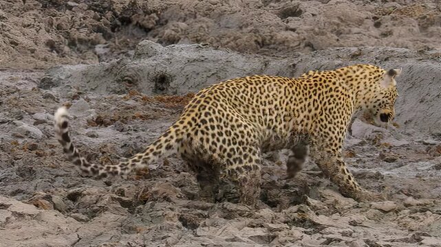 Majestic leopard prowling through rocky terrain in its natural habitat