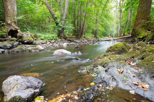 Stream flows through forest in summer, woodland landscape in Germany near Trier, river Ruwer, Moselle Valley 