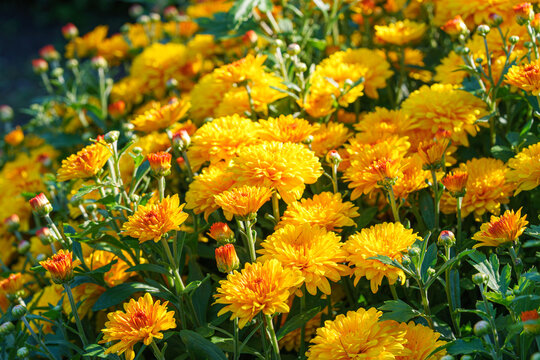 Bright yellow pompon chrysanthemum flowers in full bloom creating vibrant floral background. Closeup of colorful autumn blossoms growing in a garden, seasonal fall decorative plant breeding