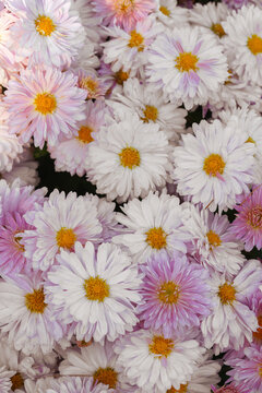 Soft pink and white garden chrysanthemum morifolium flowers blooming in autumn sunny garden. Abundant ornamental flowers, floral background, seasonal botanical decorative plants