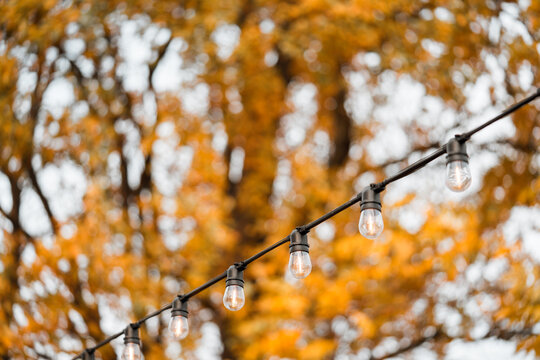 Outdoor string light bulbs on golden autumn foliage with soft bokeh background. Cozy seasonal cafe and patio decor for fall festivals, Thanksgiving, Halloween, garden parties and outdoor celebrations.