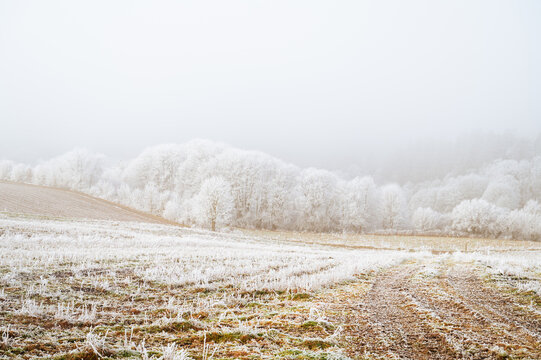 Forest trees covered in snow and ground frost, winter season, frosty scenery in wintertime, landscape in Germany
