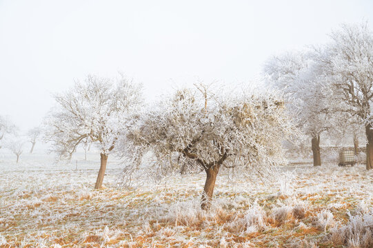 Forest trees covered in snow and ground frost, winter season, frosty scenery in wintertime, landscape in Germany