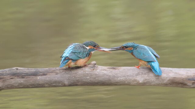 Two kingfishers perched on a branch, one feeding the other a fish