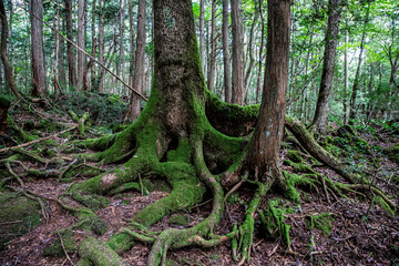 roots © 次郎 荻久保