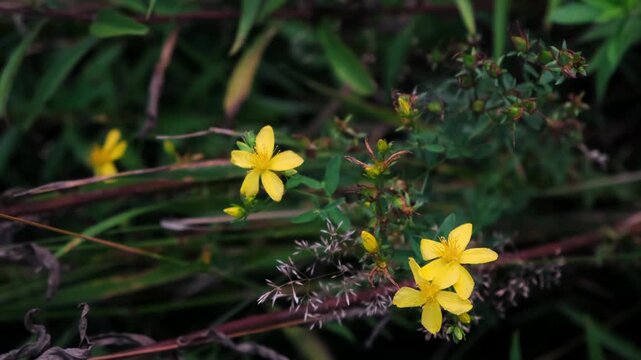 Yellow hypericum flowers bloom in a wild meadow. medicinal plant. Natural botanical background, floral growth, summer field. High quality 4k footage.