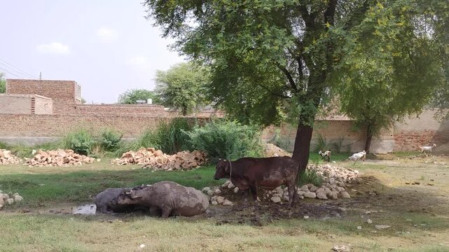 Water buffaloes wallowing in mud under shade tree. Rural livestock farming scene with cows resting in muddy pasture on sunny day