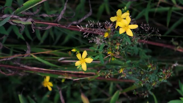 Yellow hypericum flowers bloom in a wild meadow. medicinal plant. Natural botanical background, floral growth, summer field. High quality 4k footage.