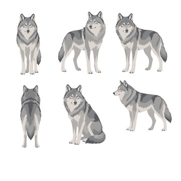 Wolf views Vector Collection 