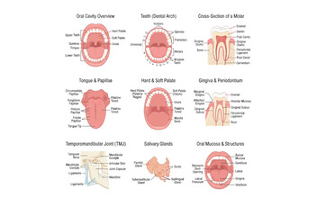 Anatomical illustration of the human oral cavity and related structures © AMENA KHATUN