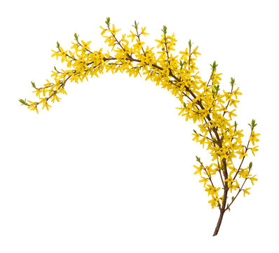 Branch of yellow forsythia flowers, curved arch shape with vibrant spring blossoms isolated on transparent background