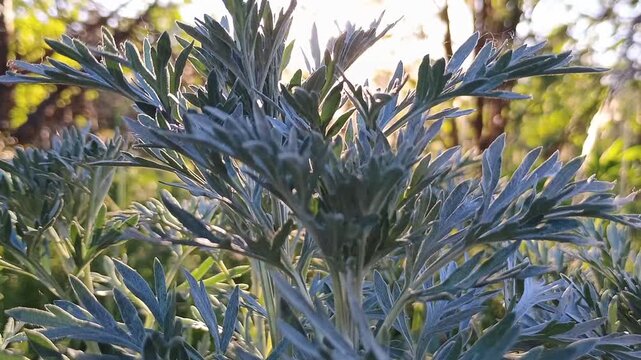 Detailed close-up of silver wormwood foliage under sunset light
