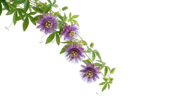 Purple passion flowers isolated on transparent background