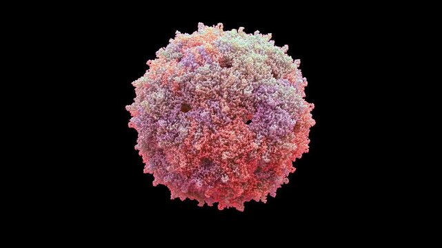 3D structure cryo-EM ms2 bacteriophage capsid protein RNA complex icosahedral VLP replication-defective and non-pathogenic to humans primarily mRNA siRNA, drug delivery systems seamless loop animation