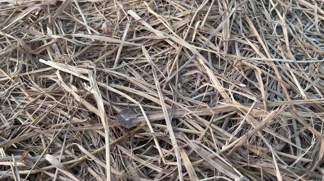 Extreme close up of dry rice straw and hay texture background