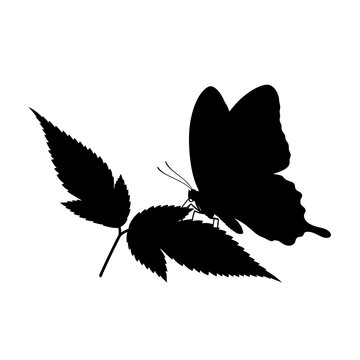 Black butterfly silhouette perched on a leaf isolated on white background