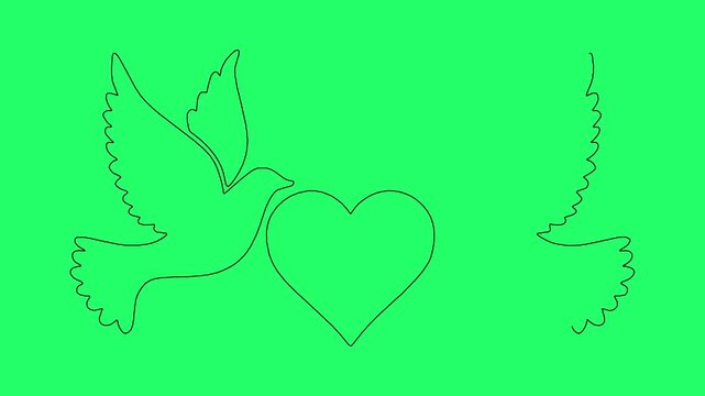 Flying doves with heart line art animation self drawing motion on green screen chroma key background.