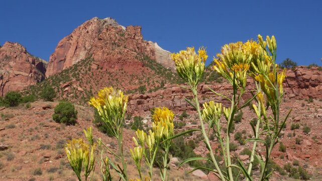 Yellow rabbitbrush wildflowers swaying in the wind with majestic Zion National Park mountains background.