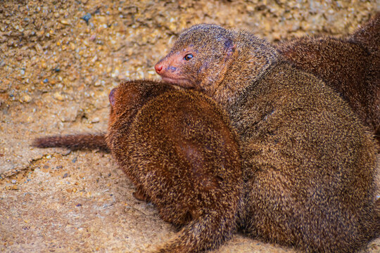 Common dwarf mongoose (Helogale parvula)