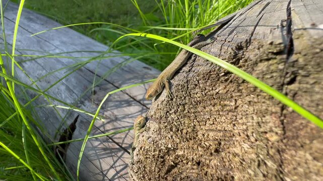 Two Juvenile Common lizards (Zootoca vivipara) rest on a sunlit faded log surrounded by tall green grass, showing small reptile behavior in a natural meadow setting. Estonia.