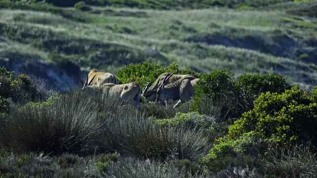 Herd of eland antelope moving among dense fynbos vegetation at Cape Point Nature Reserve, South Africa, showing African wildlife in its natural habitat