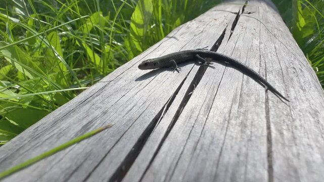 Curious Juvenile Common lizards (Zootoca vivipara) Sunbathing on a faded log in Summer Grass. Estonia.