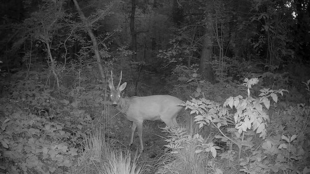 Male Roe deer (Capreolus capreolus) crossing a dry streambed in a forest at night in Saaremaa, Estonia.