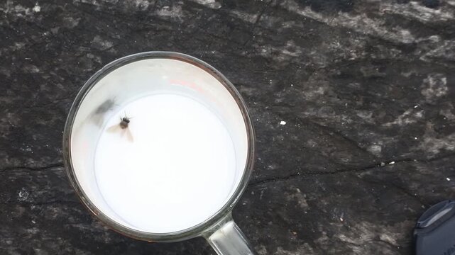 black fly trap in the glass of milk