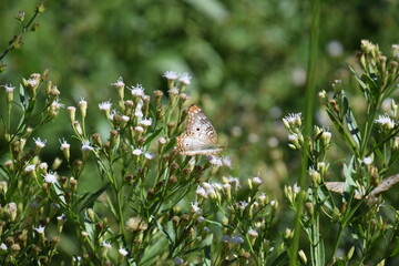 Anartia jatrophae male butterfly sipping nectar from wild flowers © Nature Photos
