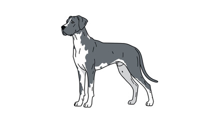 Fototapeta premium Hand drawn illustration of a majestic Great Dane dog standing proudly with a grey and white spotted coat.
