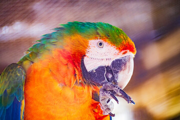 blue-and-yellow macaw (Ara ararauna) © Alberto Giron 