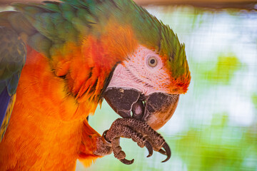 blue-and-yellow macaw (Ara ararauna) © Alberto Giron 