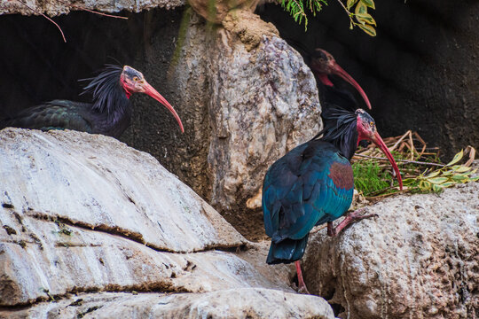 northern bald ibis, hermit ibis, or Waldrapp (Geronticus eremita)