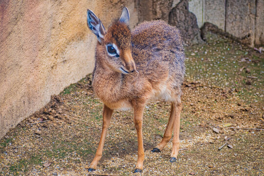 Kirk's dik-dik (Madoqua kirkii)