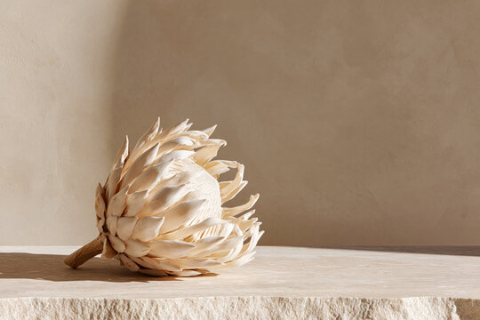 Single dried cream protea flower head resting on stone ledge background with copy space.