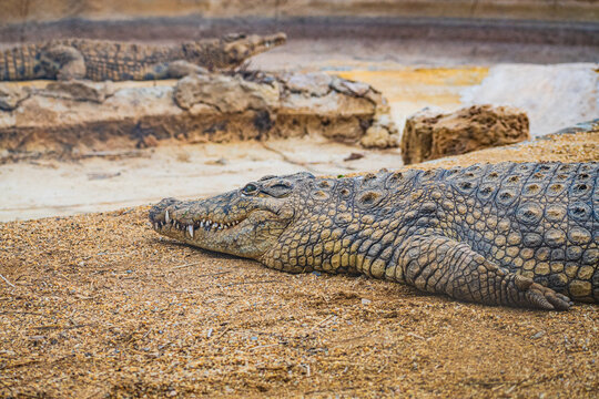 Nile crocodile (Crocodylus niloticus)