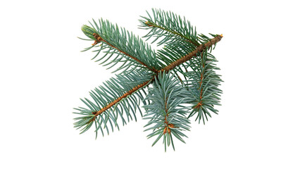 A green fresh pine tree branch needle isolated on transparent background. © JackWatson