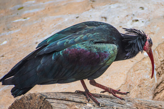 northern bald ibis, hermit ibis, or Waldrapp (Geronticus eremita)