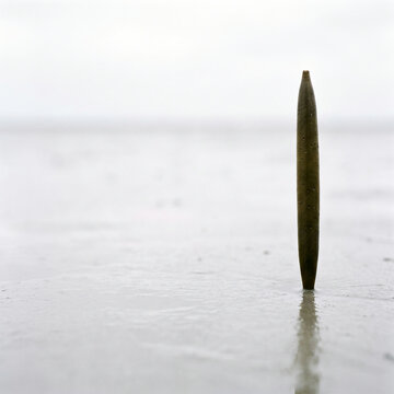 Mangrove Seed Standing Upright in Mudflat